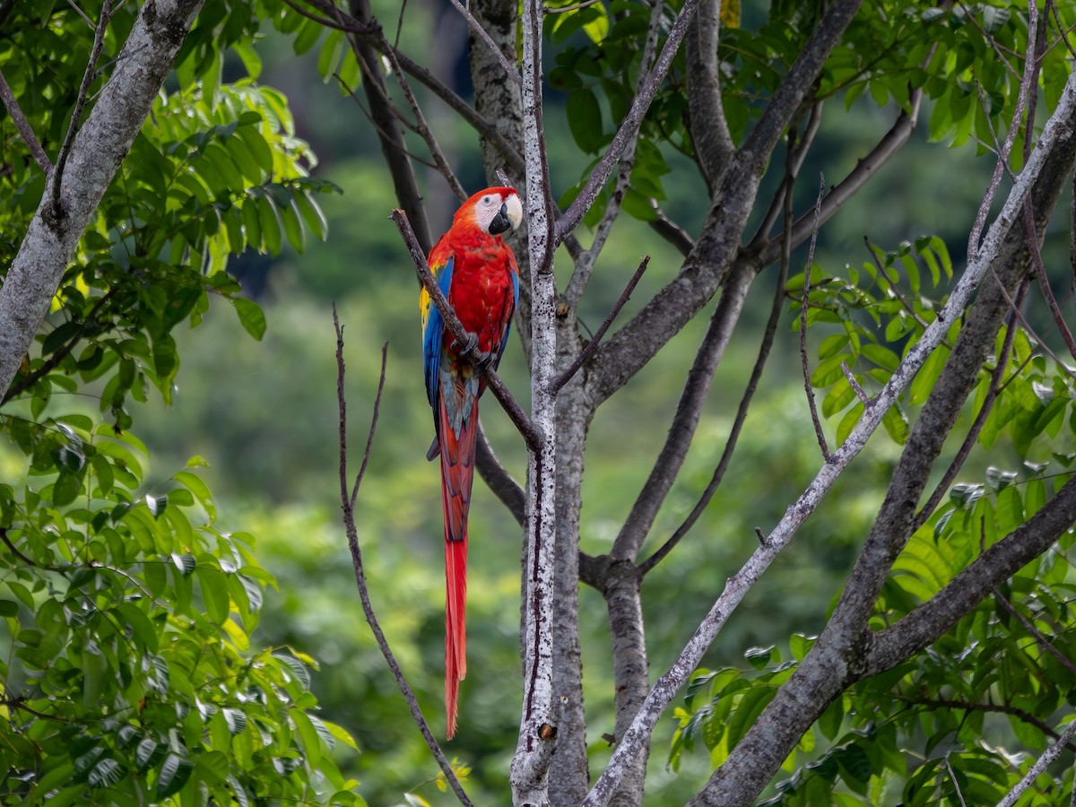 Scarlet Macaw - ML617545614