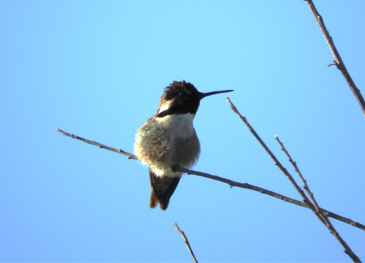 Costa's Hummingbird - ML617545649