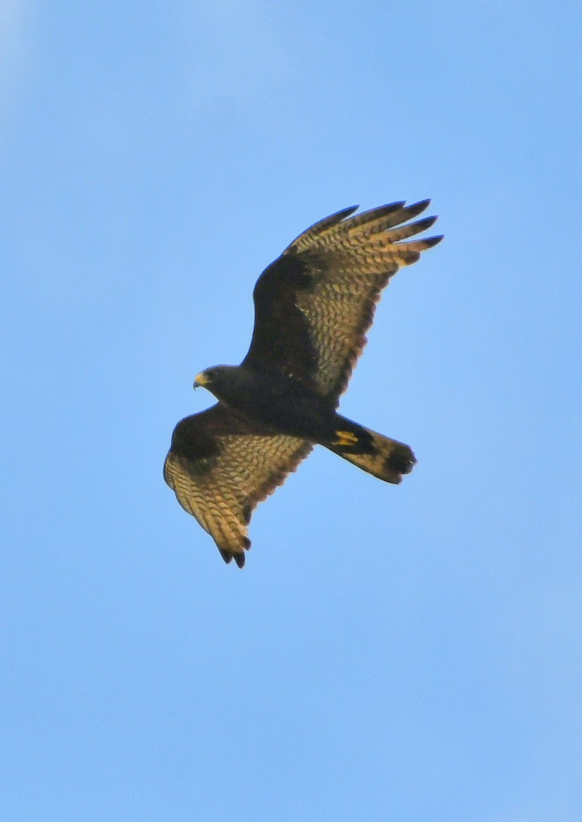 Zone-tailed Hawk - ML617545659