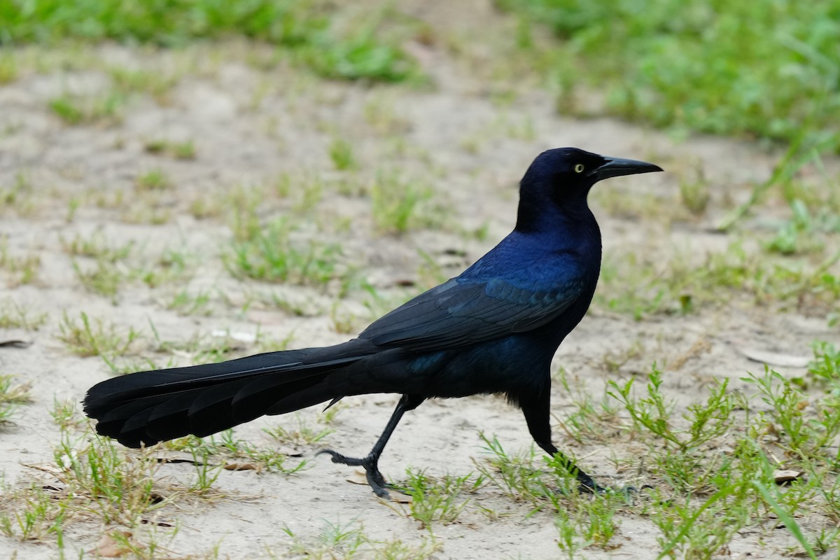 Great-tailed Grackle - ML617545686