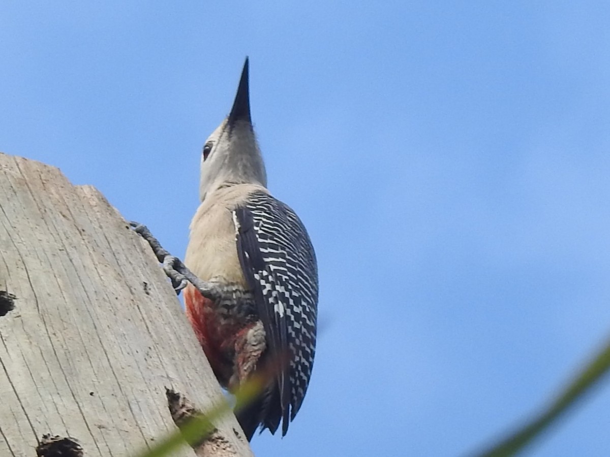 Golden-fronted Woodpecker (Velasquez's) - ML617545759
