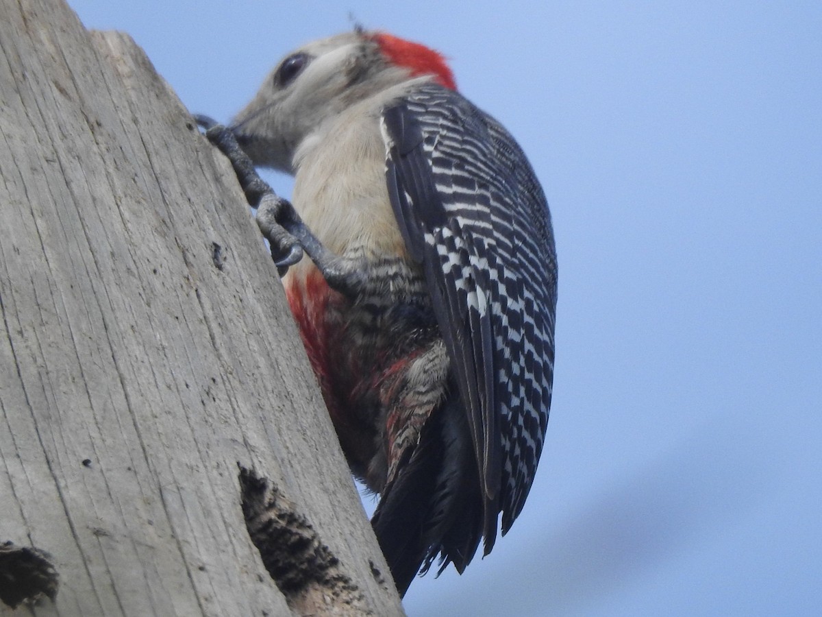 Golden-fronted Woodpecker (Velasquez's) - ML617545760