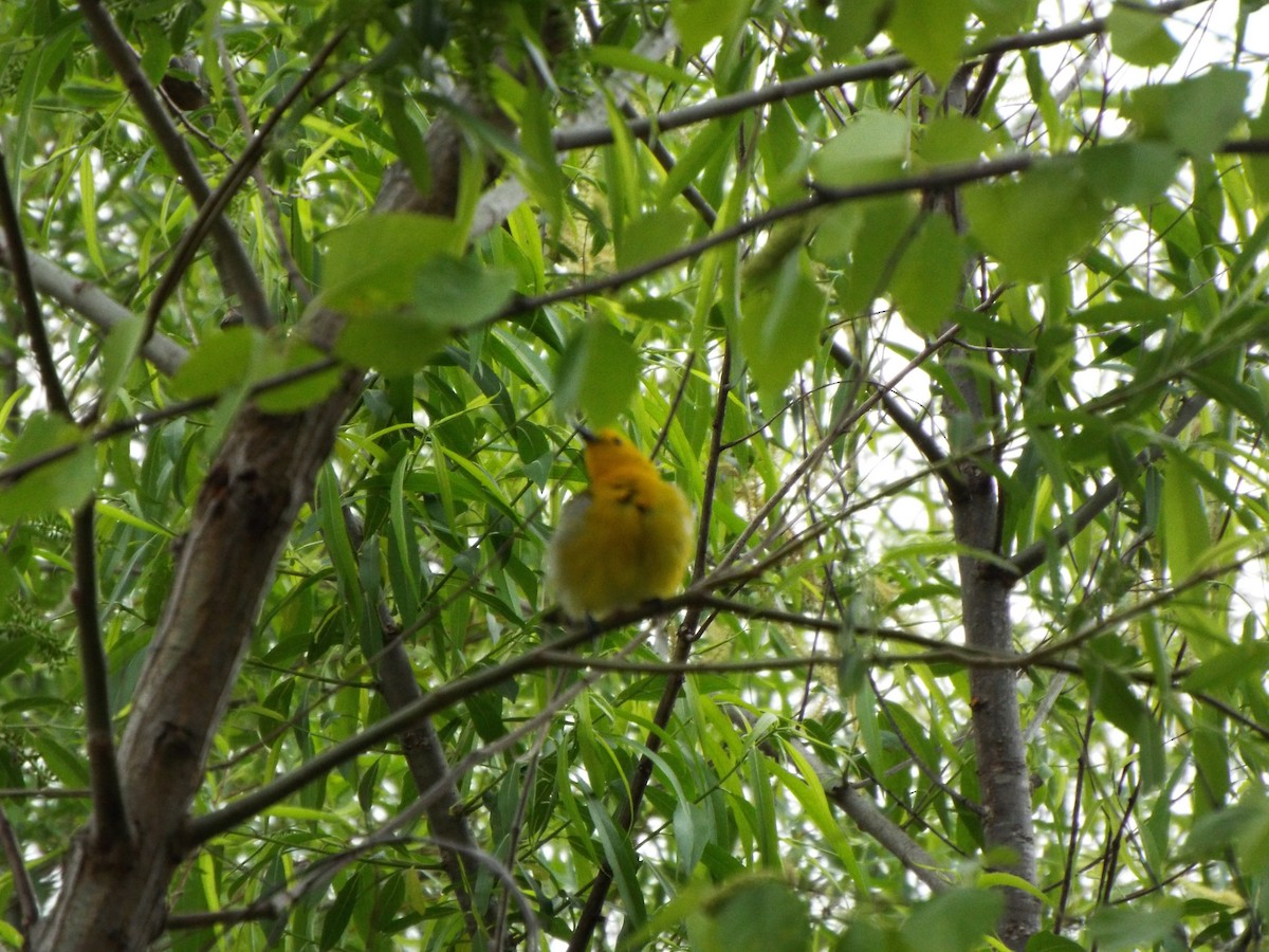 Prothonotary Warbler - ML617545771