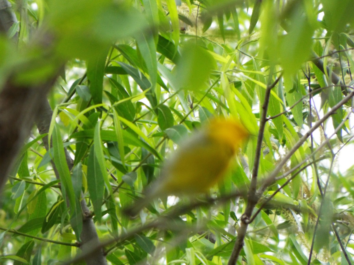 Prothonotary Warbler - ML617545772