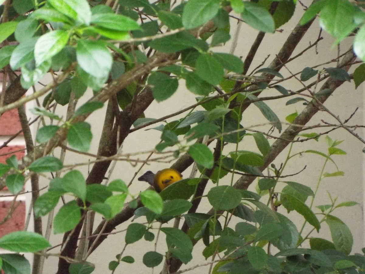 Prothonotary Warbler - ML617545773