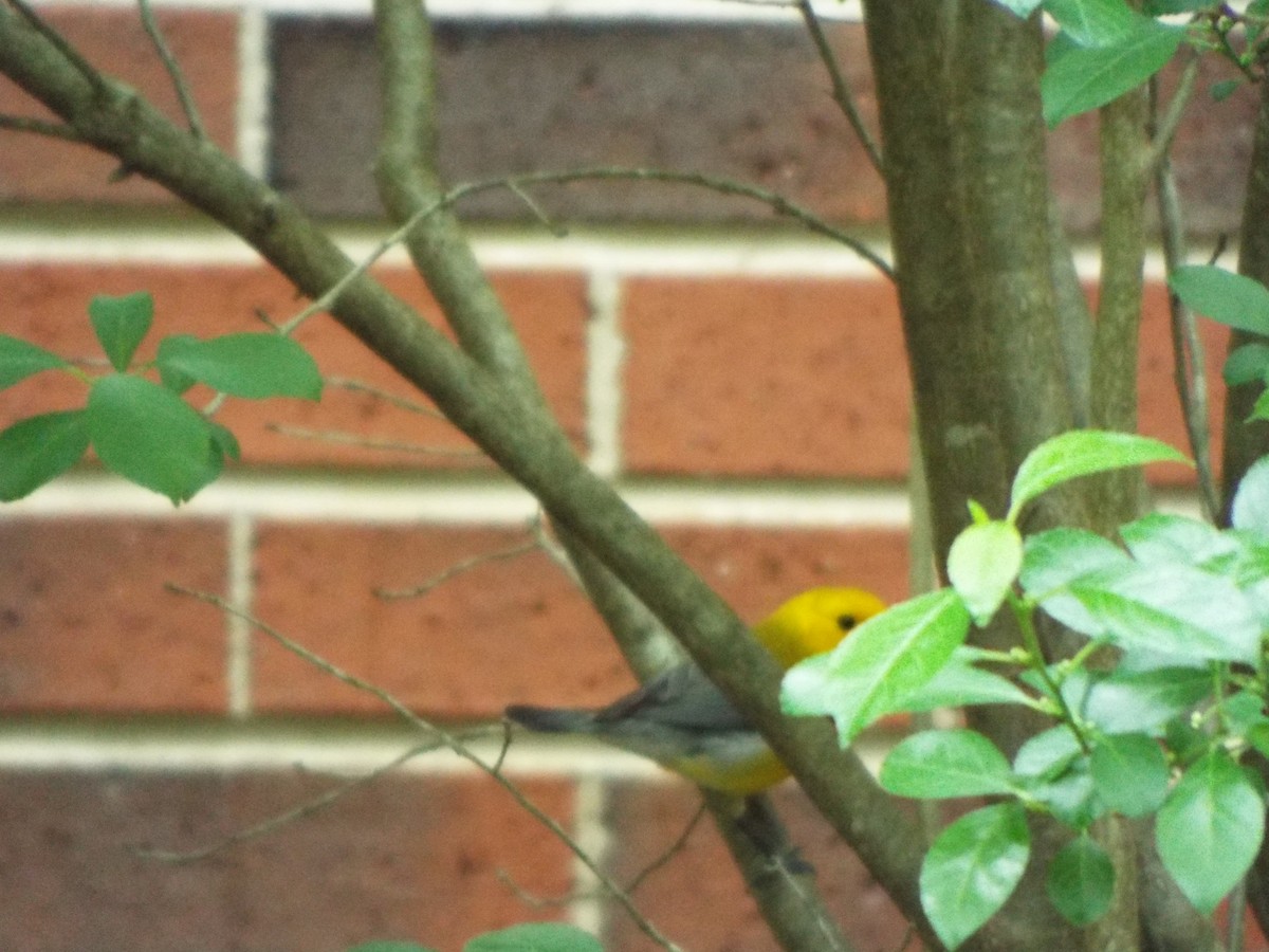 Prothonotary Warbler - ML617545779