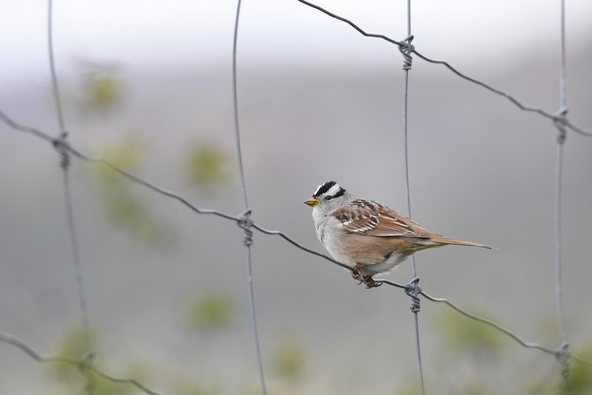 White-crowned Sparrow - Kalin Ocaña