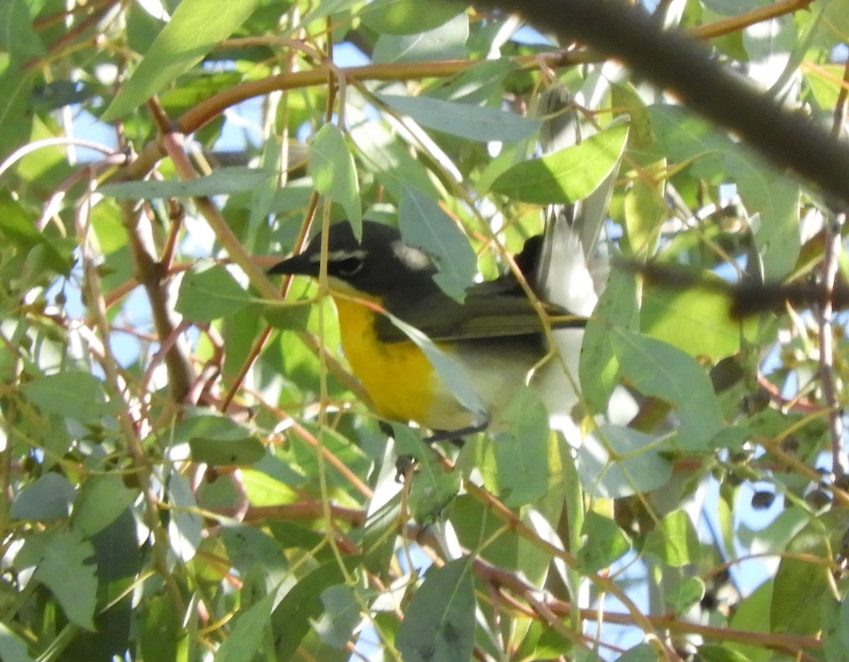 Yellow-breasted Chat - ML617545793