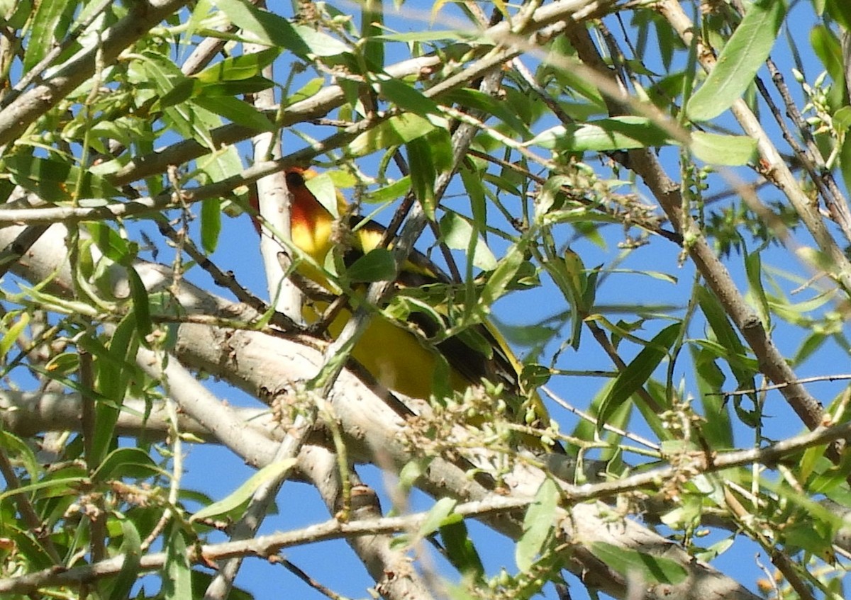 Western Tanager - ML617545806
