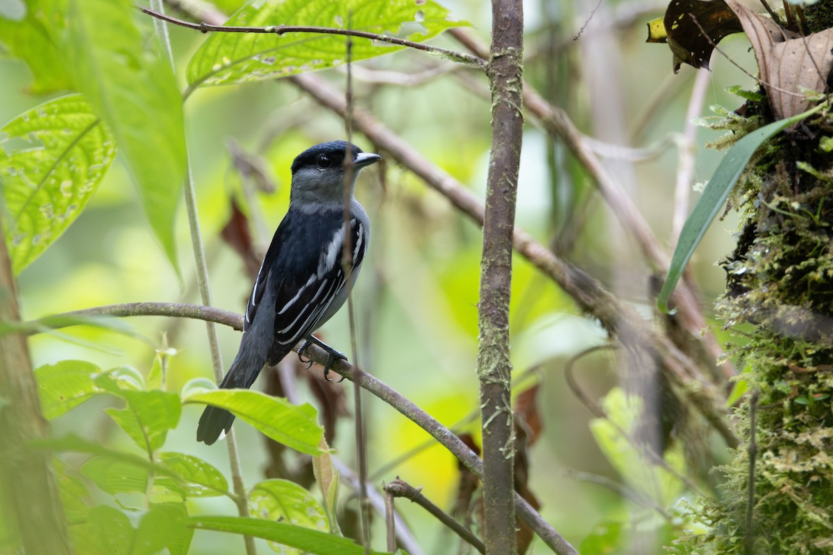 White-winged Becard - Lucas Bobay