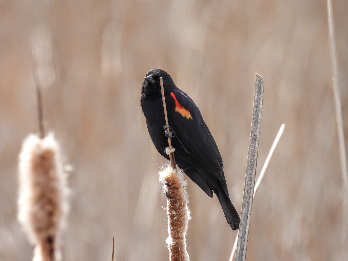 Red-winged Blackbird - ML617545844