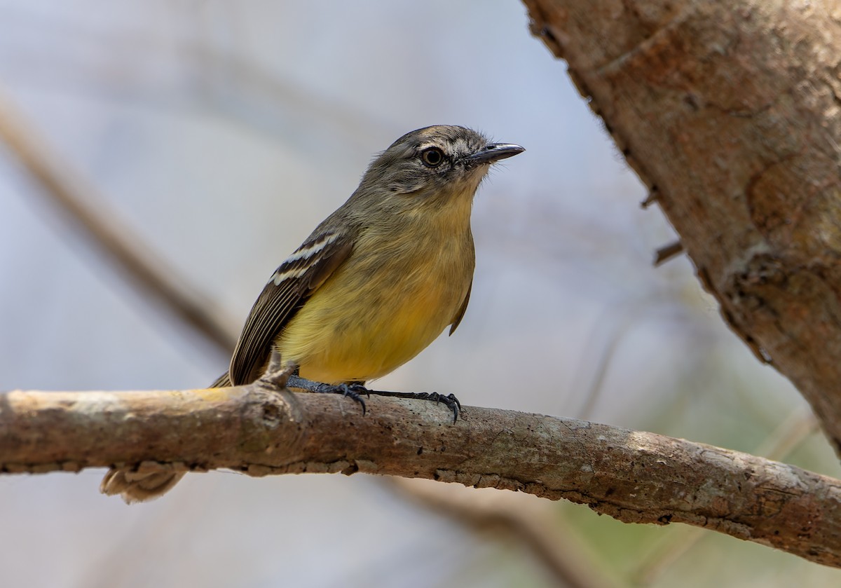 Pale-tipped Tyrannulet - ML617545853