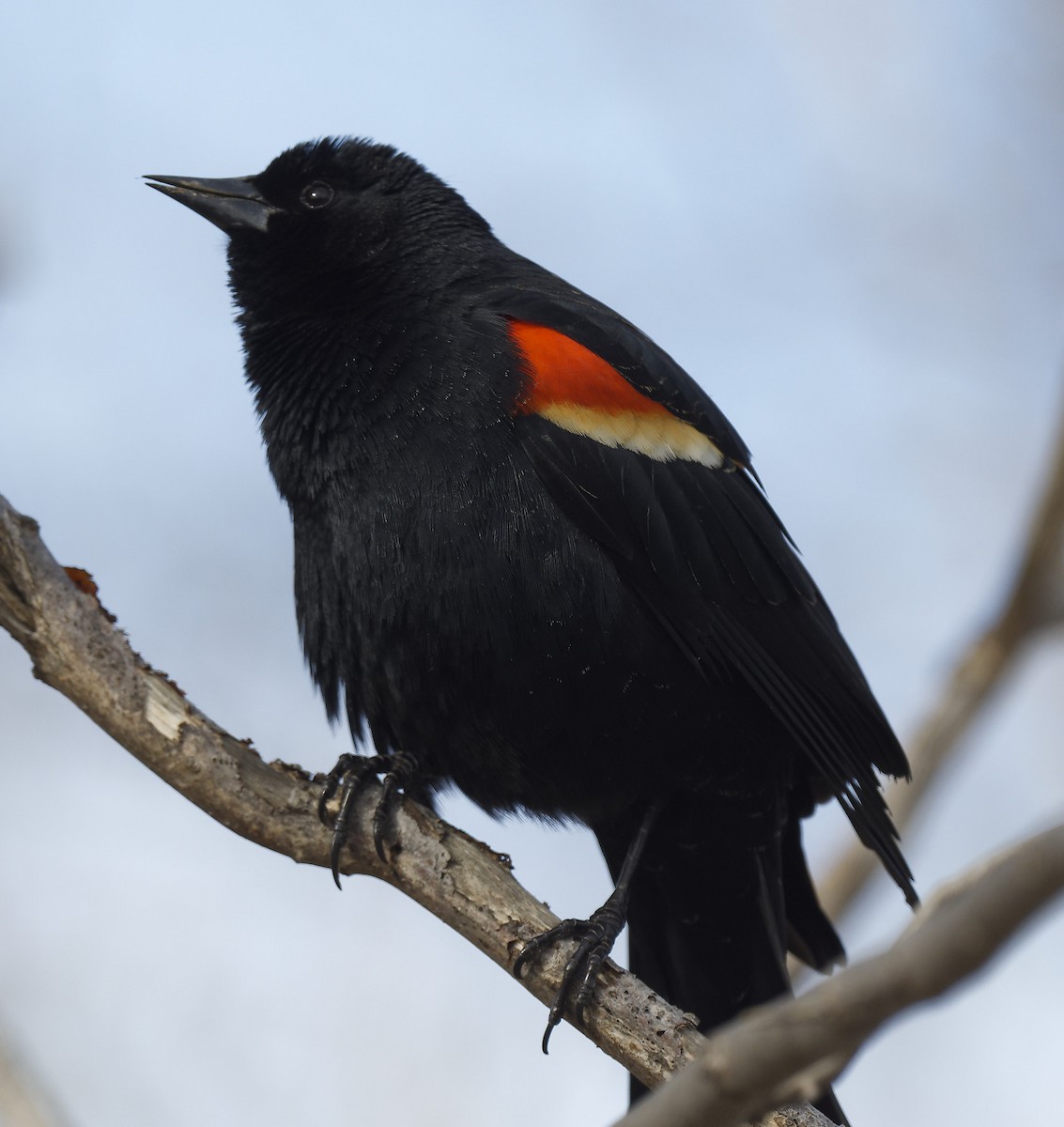 Red-winged Blackbird - Michel Letendre