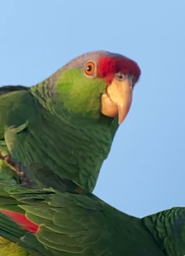 Red-crowned Parrot - ML617545997