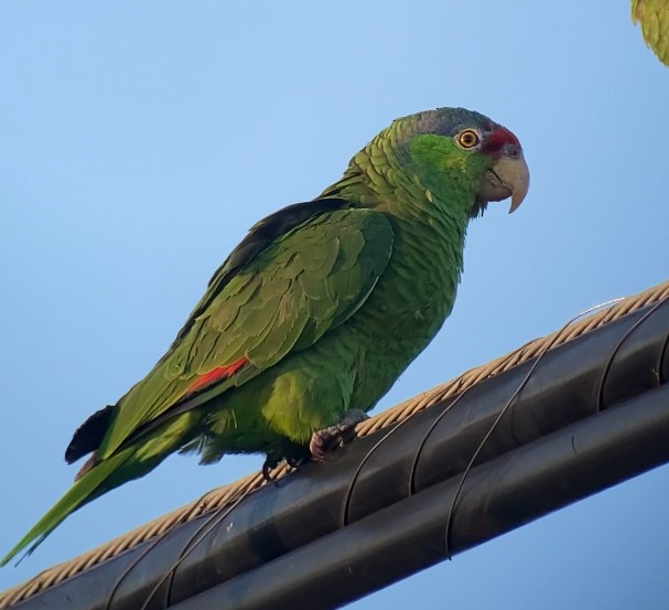 Lilac-crowned Parrot - ML617546037