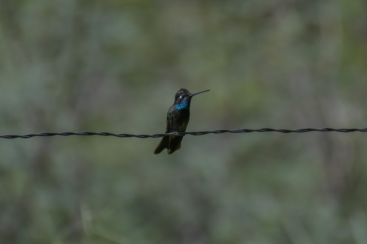Rivoli's Hummingbird - Christian Newton
