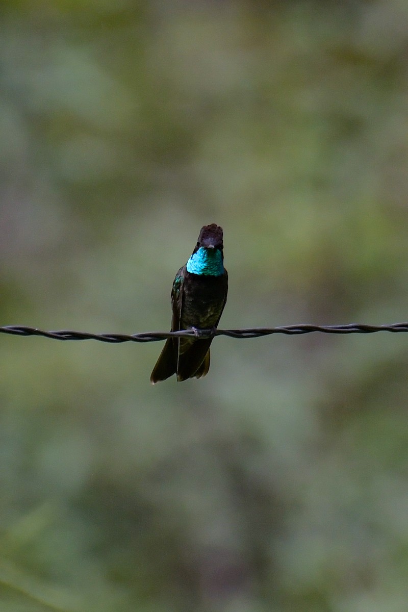 kolibřík skvostný - ML617546068