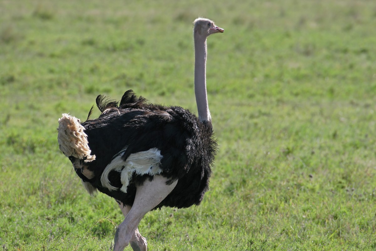 Common Ostrich - ML617546110