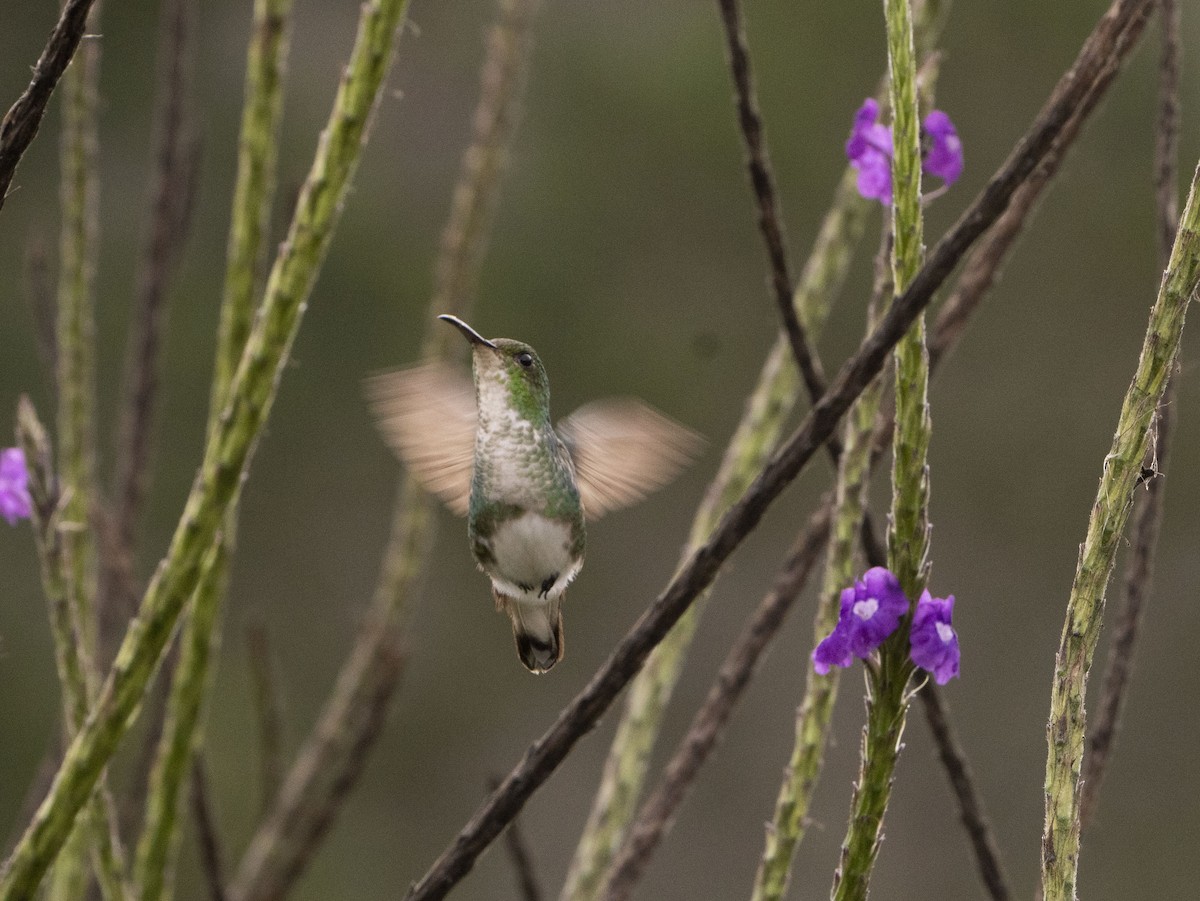 kolibřík zelenopláštíkový - ML617546121