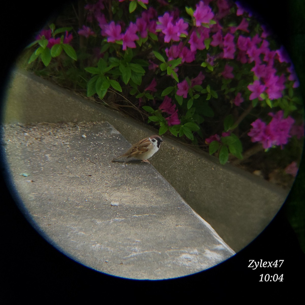 Eurasian Tree Sparrow - ML617546149