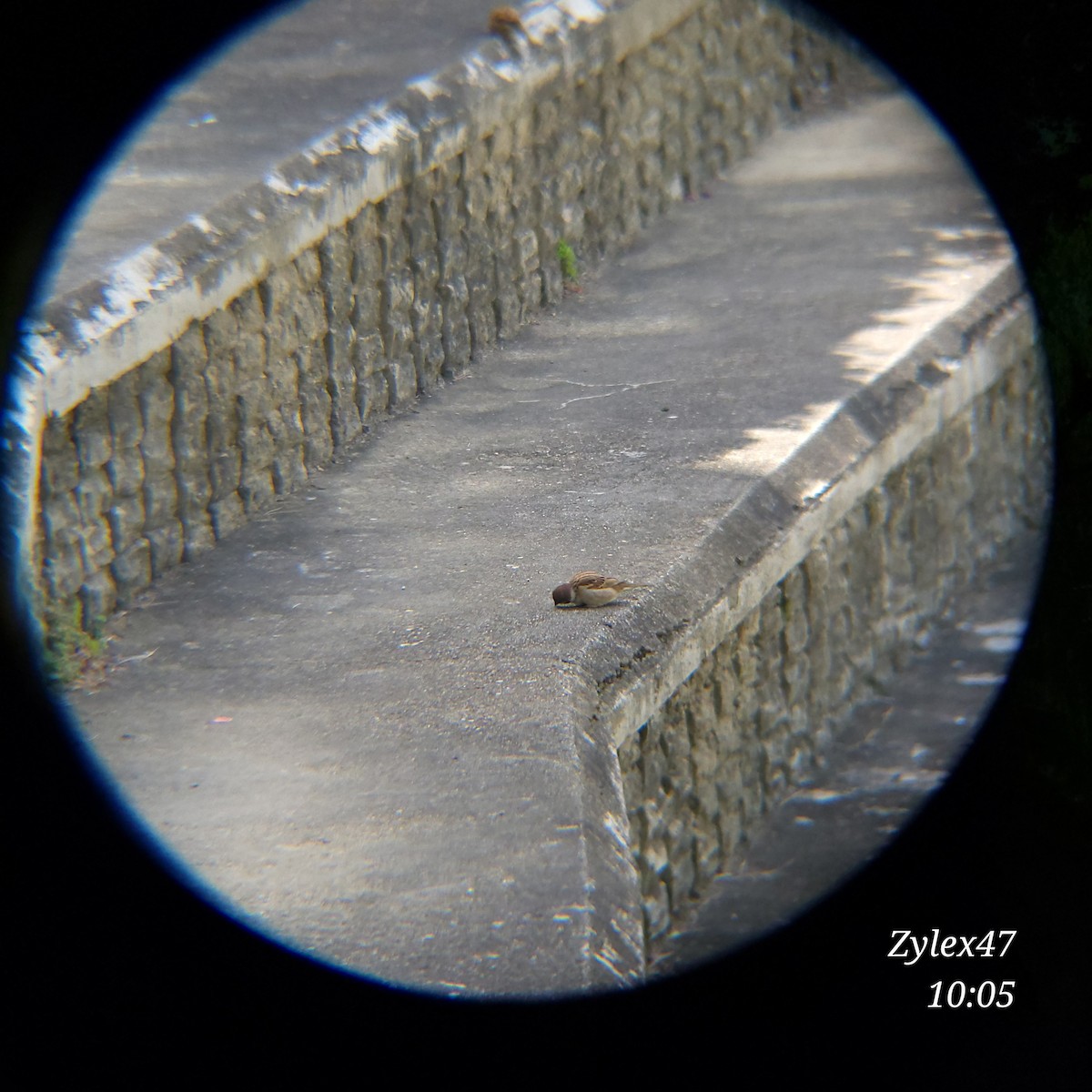 Eurasian Tree Sparrow - ML617546150