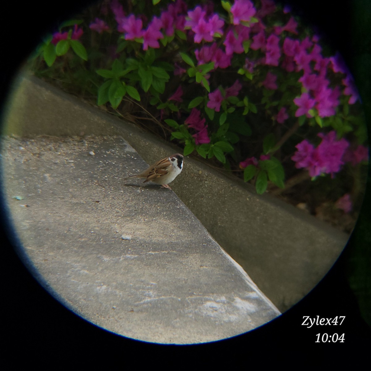 Eurasian Tree Sparrow - ML617546152