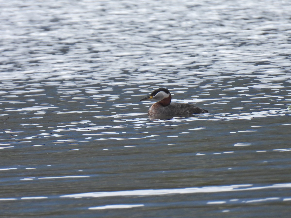 Red-necked Grebe - ML617546202