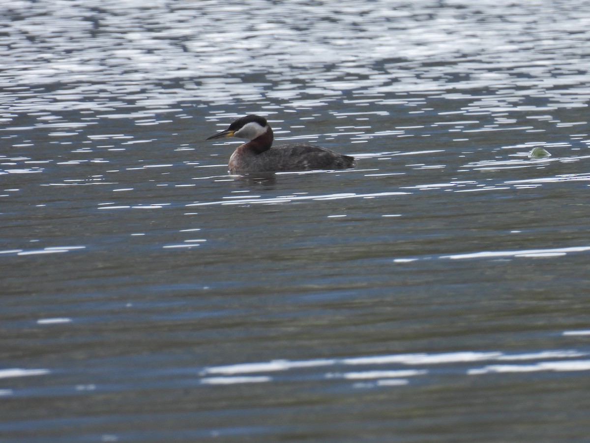 Red-necked Grebe - ML617546203