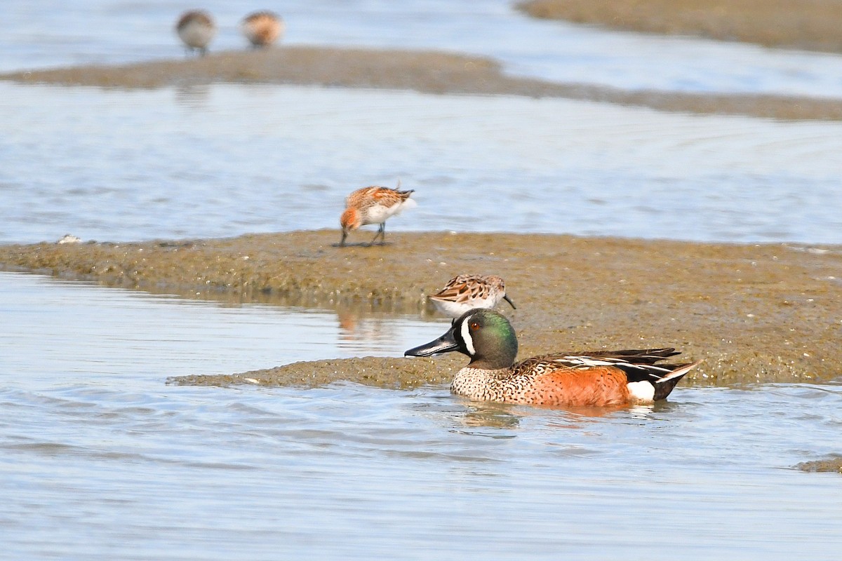 Blue-winged Teal - ML617546528