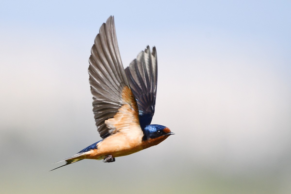 Barn Swallow - phil chen