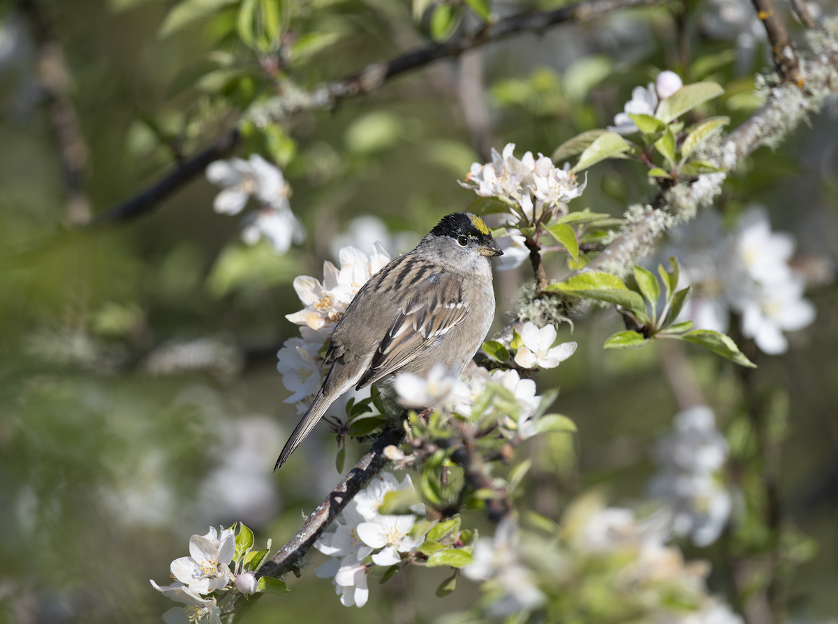 Golden-crowned Sparrow - Graham Dey