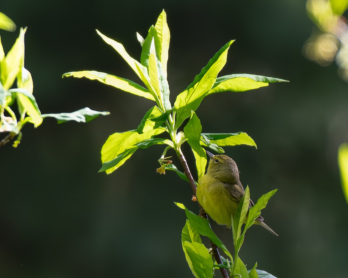 Orange-crowned Warbler - Hillary Smith