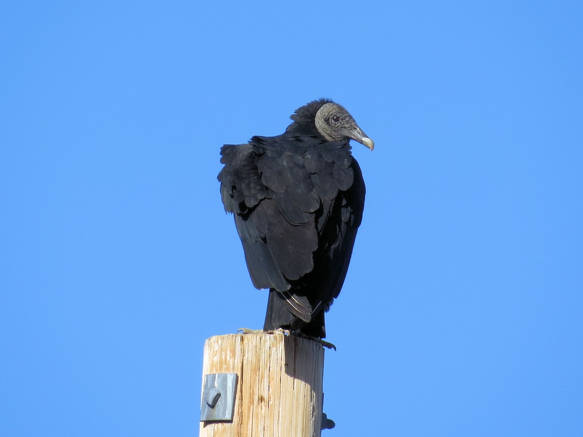 Black Vulture - Susan Patla