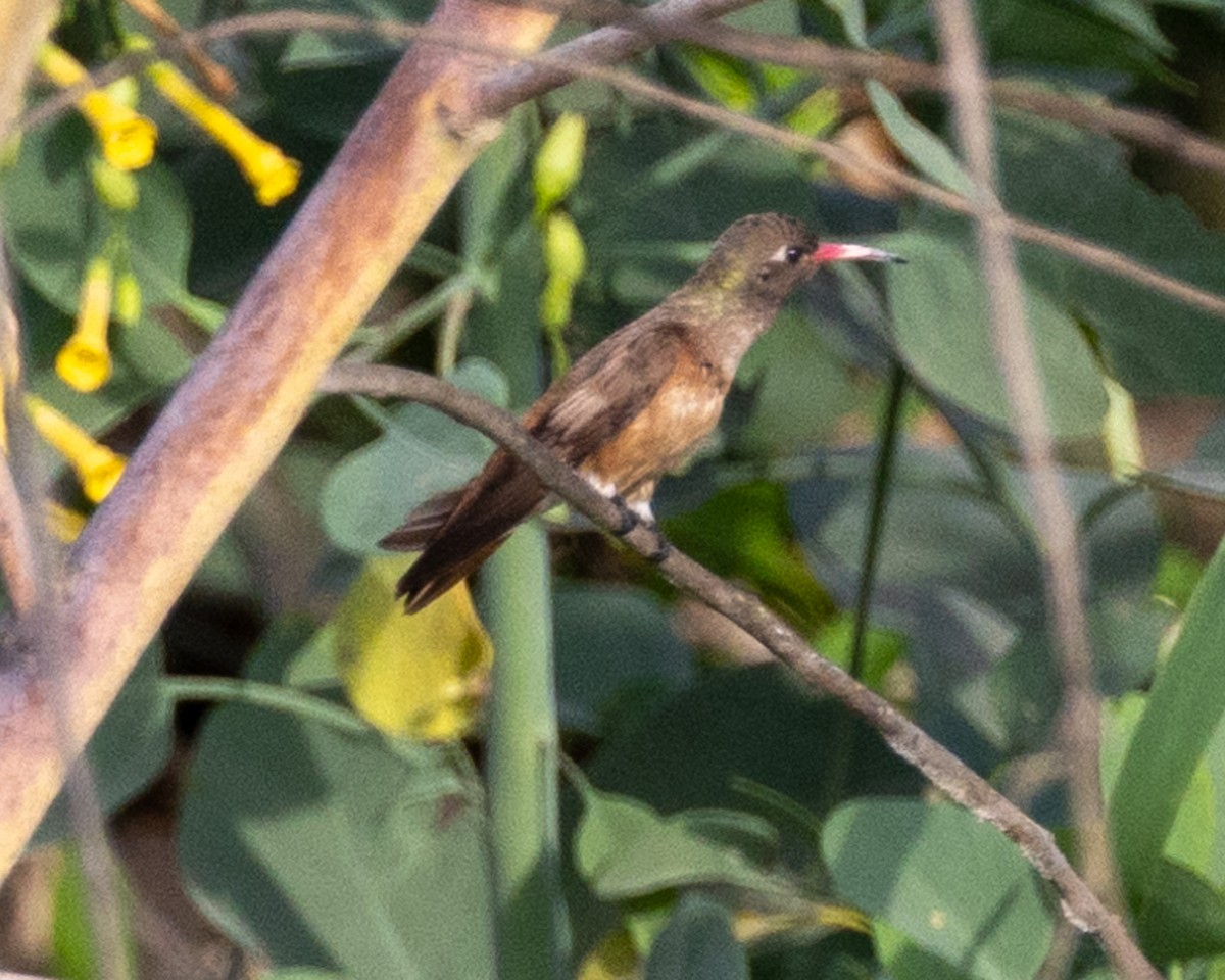 Amazilia Hummingbird - ML617546673