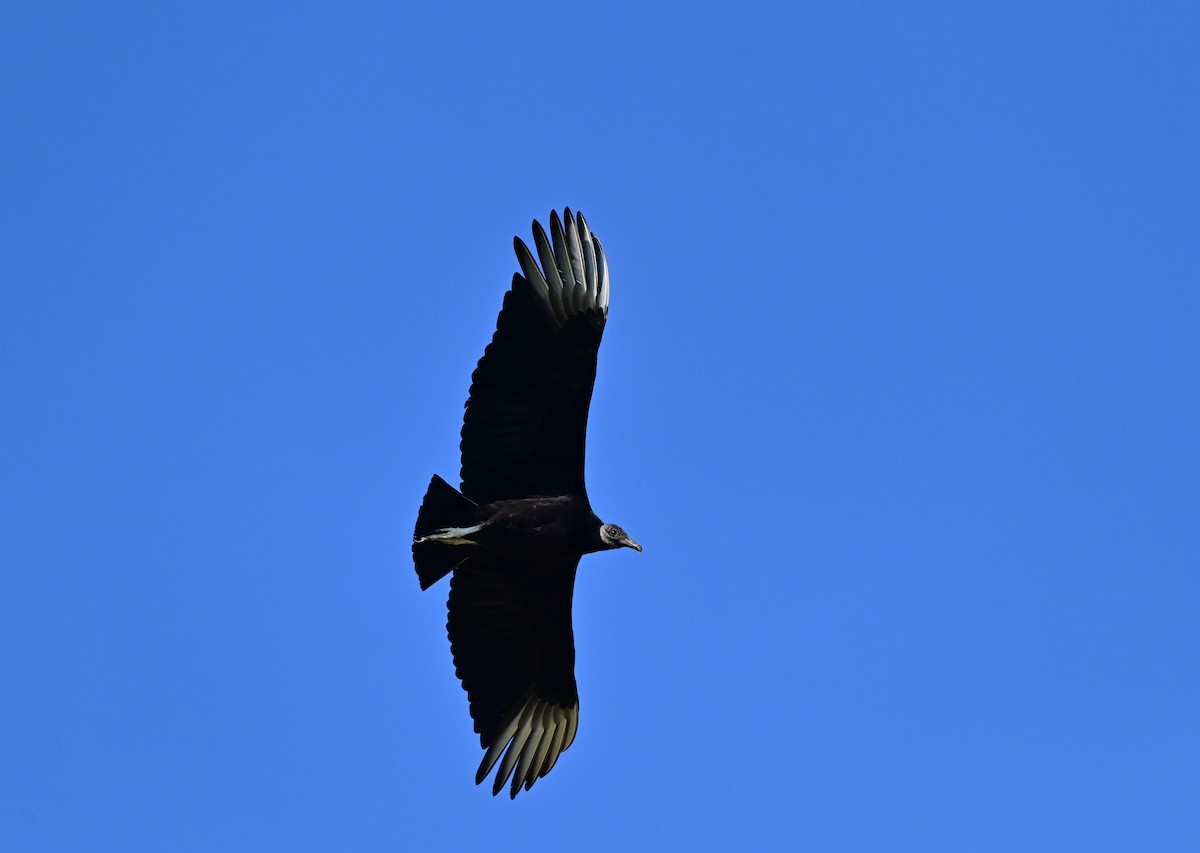 Black Vulture - David Chewning