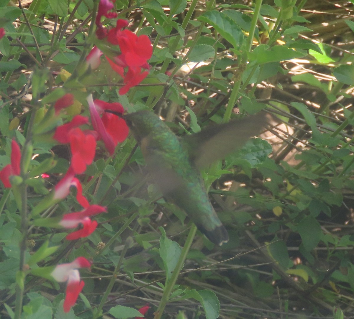 Calliope Hummingbird - ML617546700