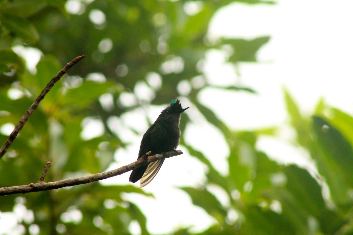 Antillean Crested Hummingbird - ML617546724