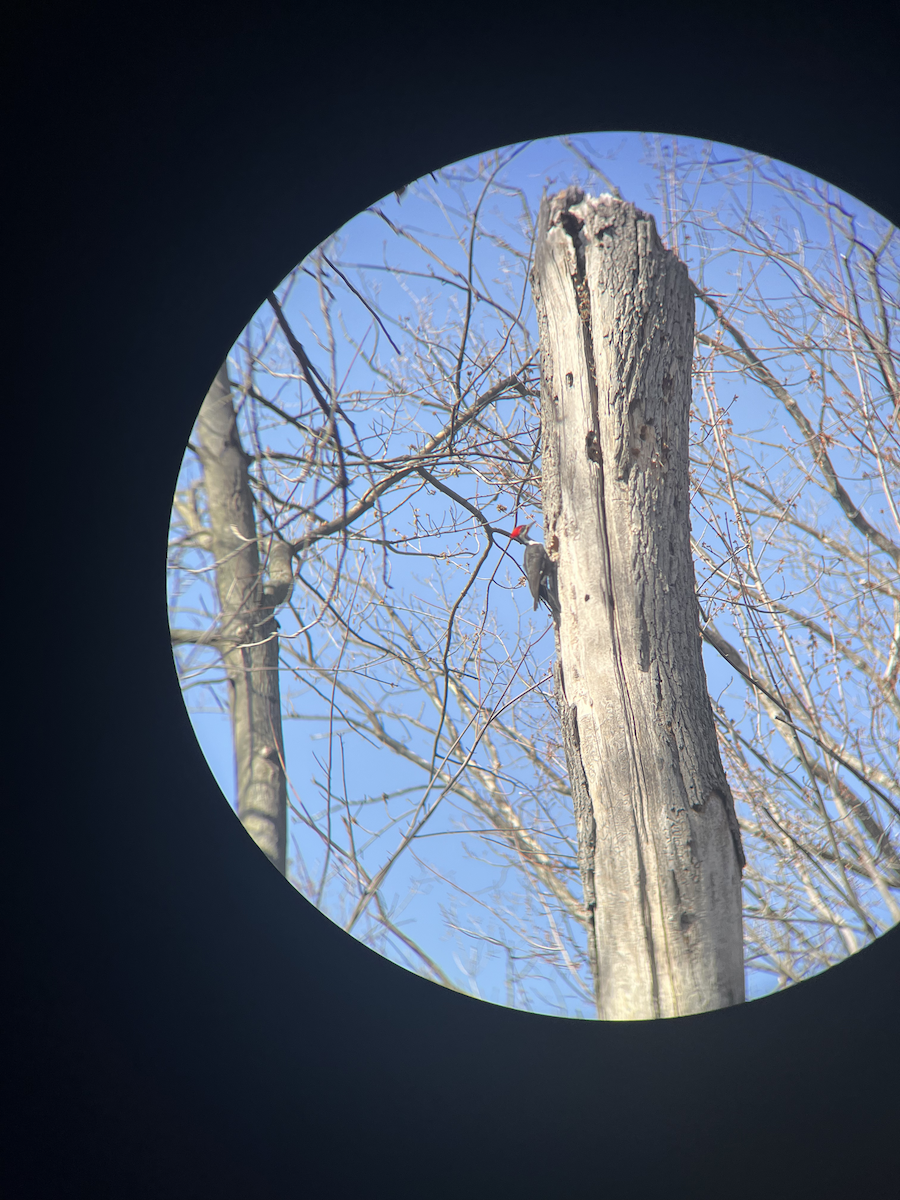 Pileated Woodpecker - ML617546826