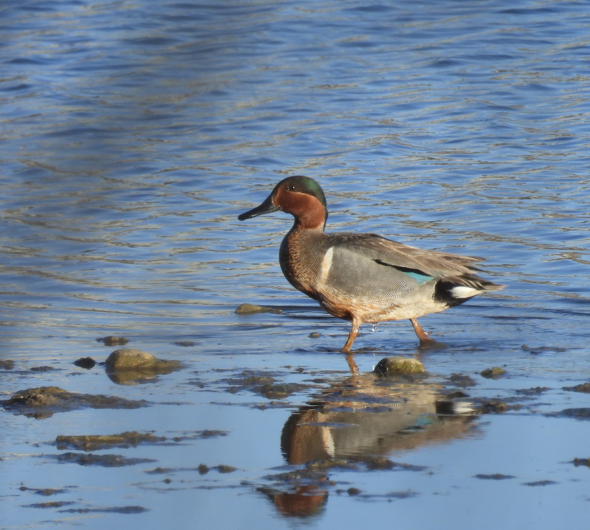 Green-winged Teal - ML617546834