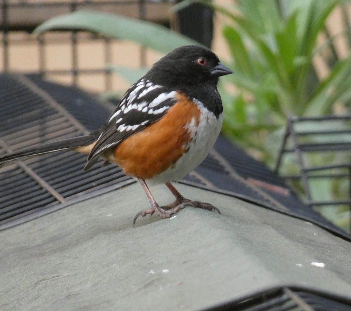Spotted Towhee - ML617546874