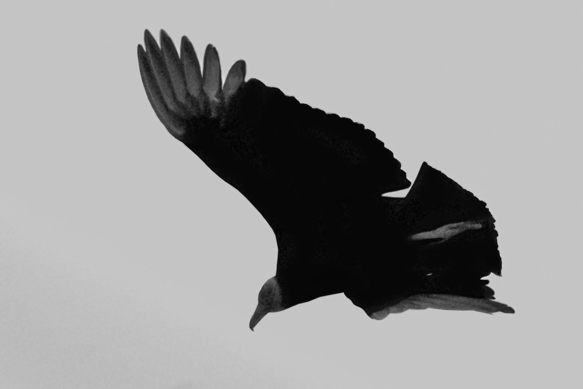 Black Vulture - ML617546973