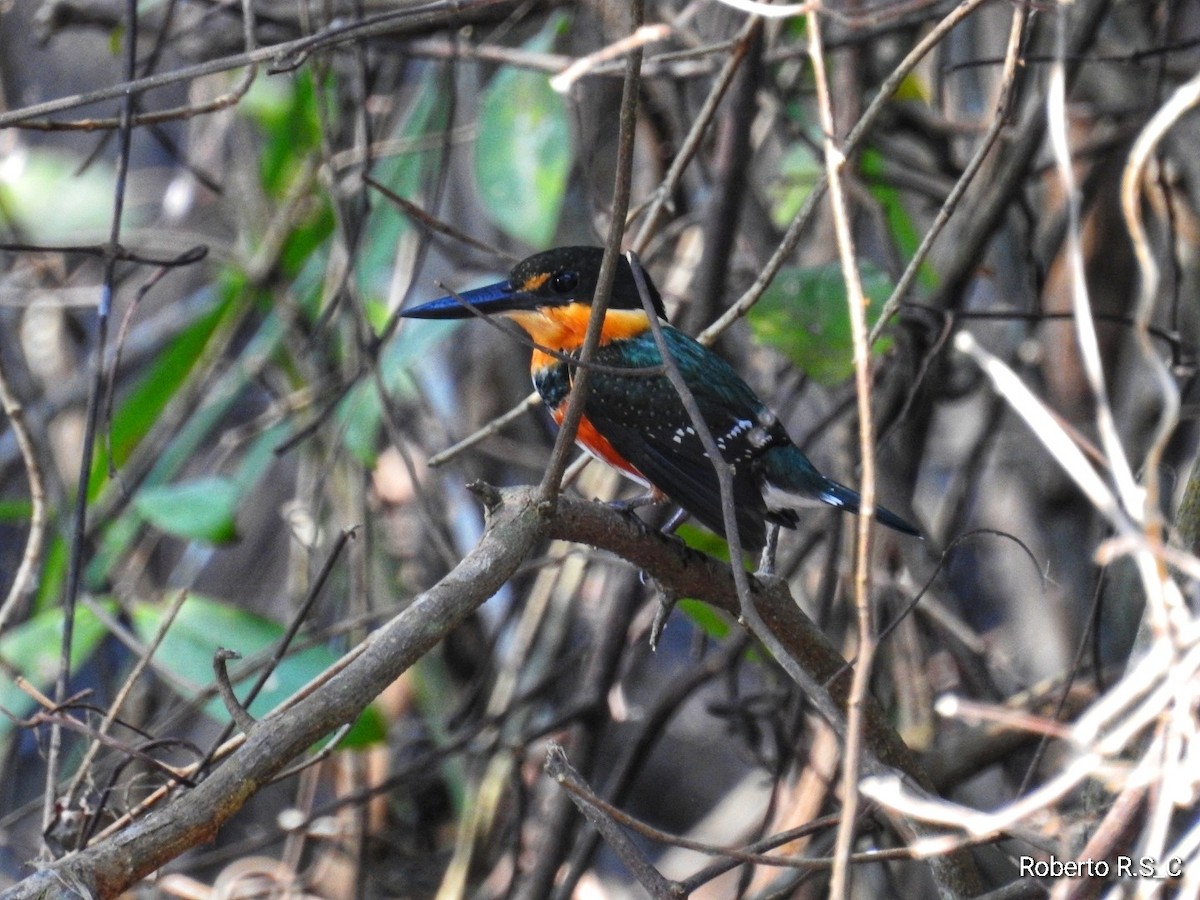 American Pygmy Kingfisher - roberto rodriguez sanchez