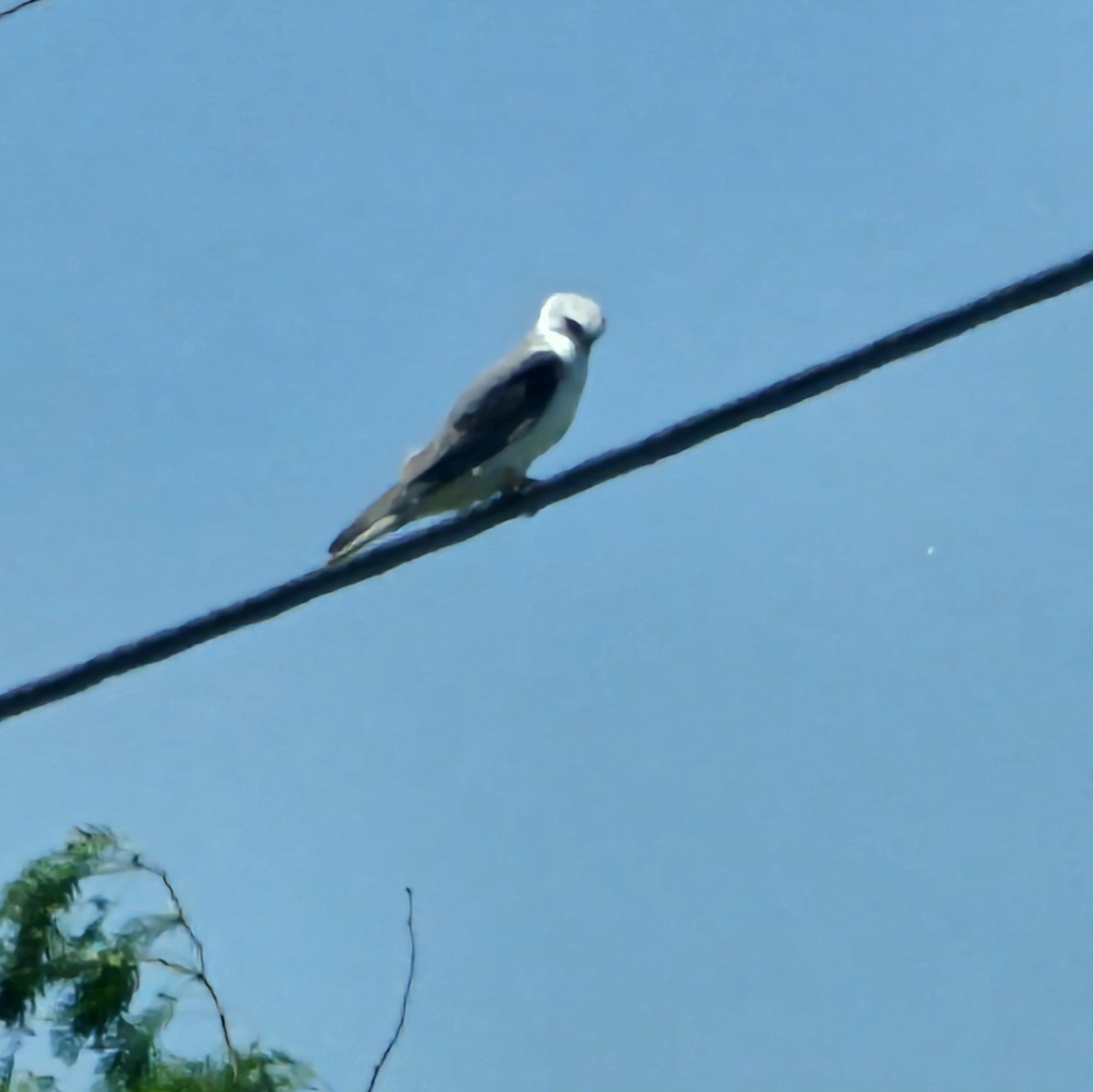 White-tailed Kite - ML617547029