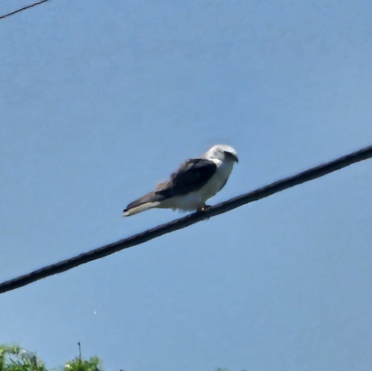 White-tailed Kite - ML617547030