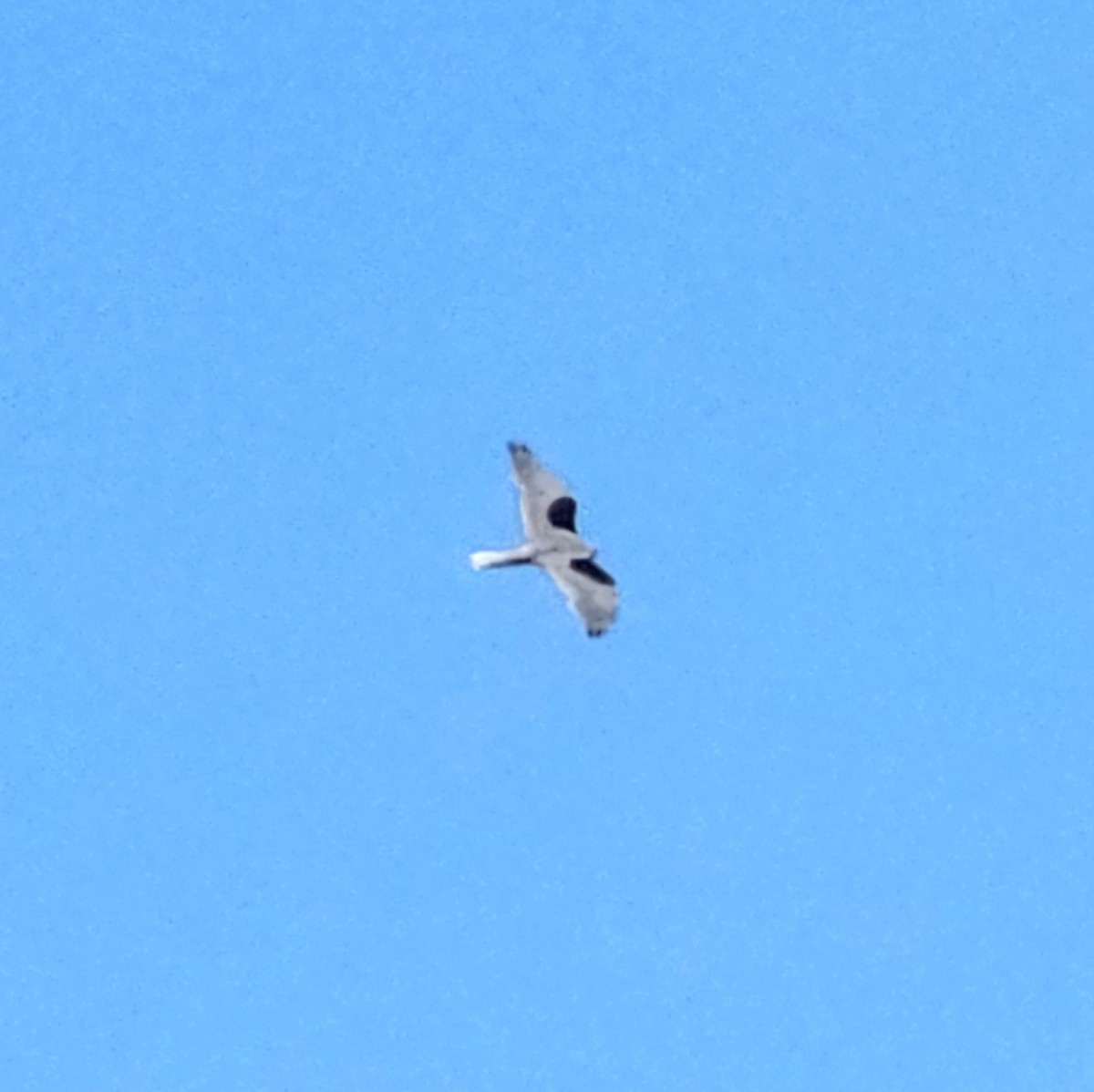 White-tailed Kite - ML617547031