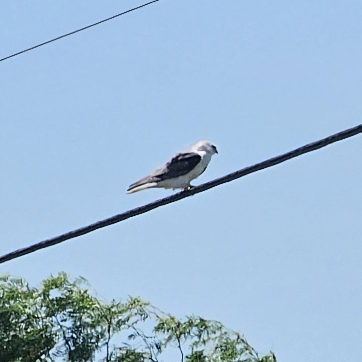White-tailed Kite - Graeme Hinde