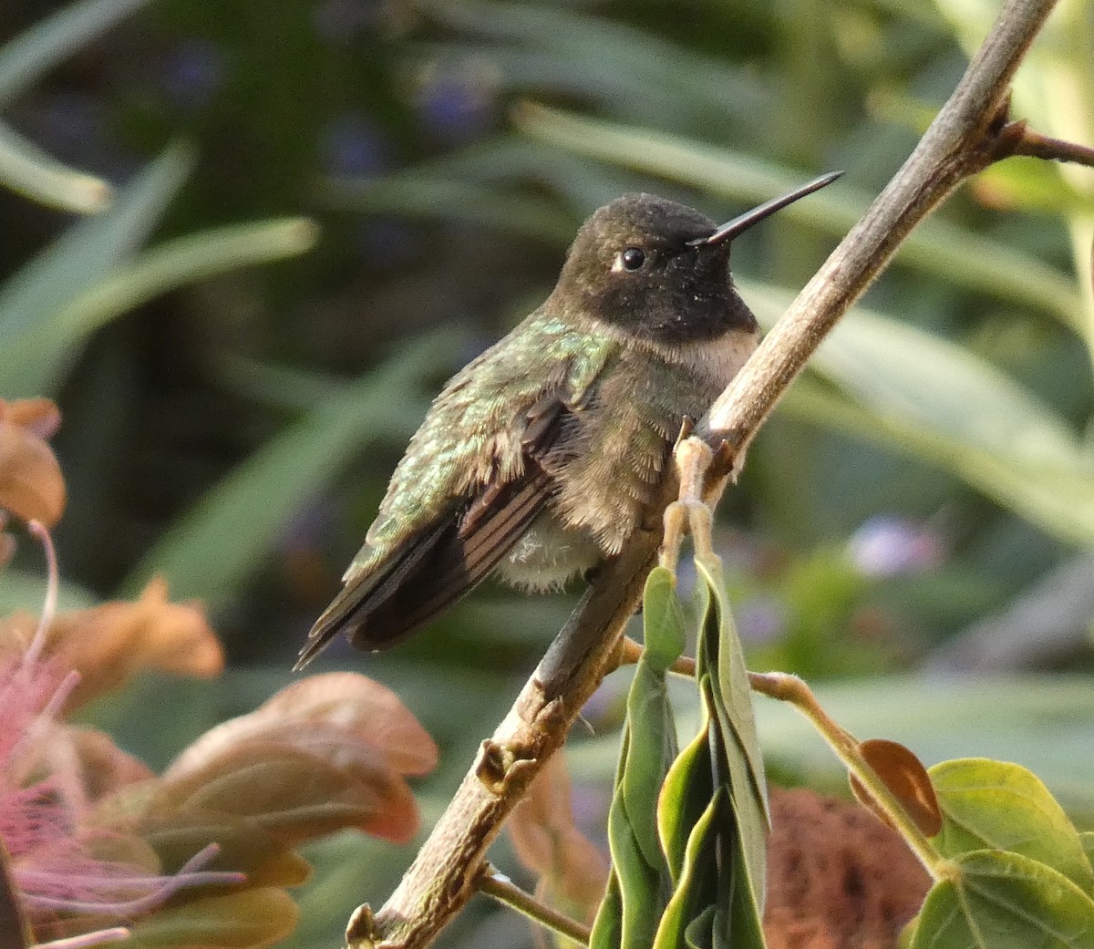 Black-chinned Hummingbird - ML617547033