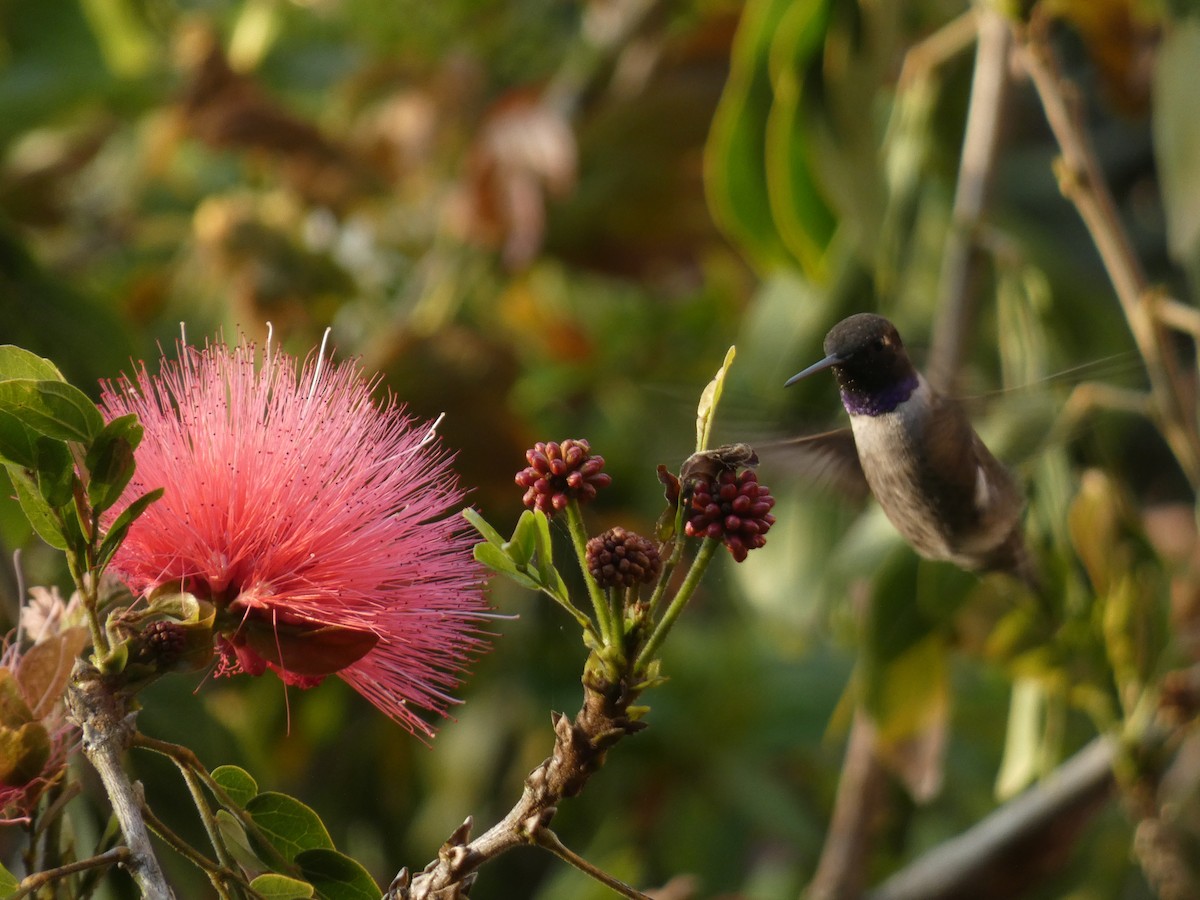 Black-chinned Hummingbird - Libby Patten