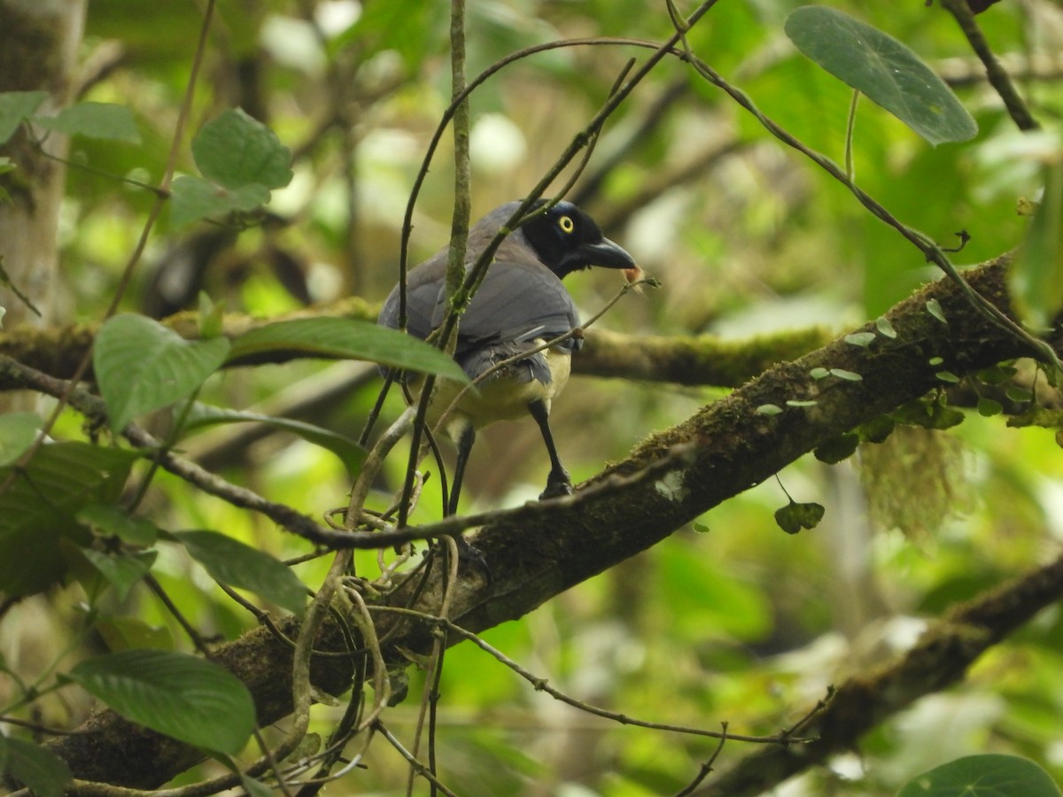 Black-chested Jay - Henry Griffin