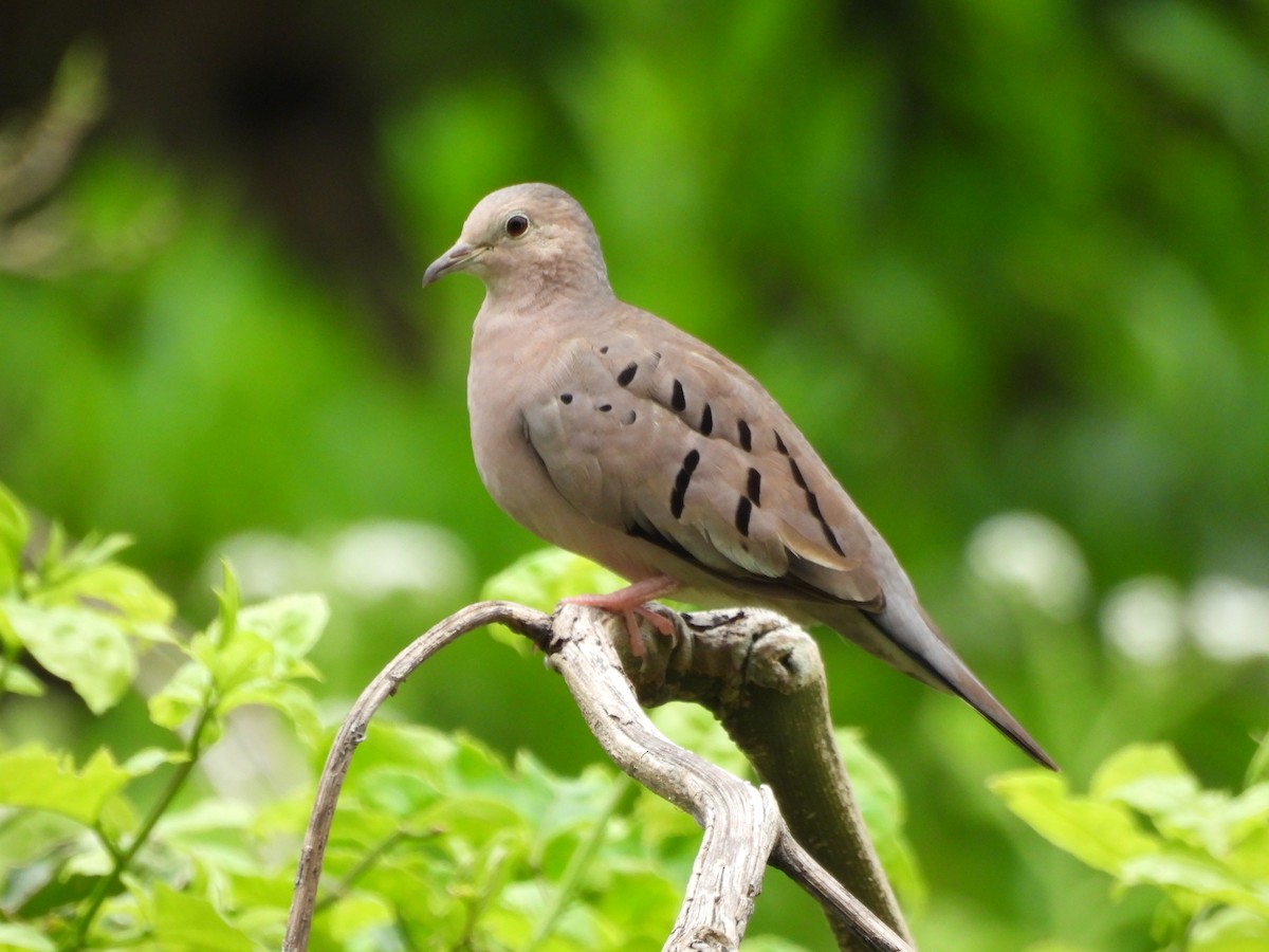Ecuadorian Ground Dove - ML617547119